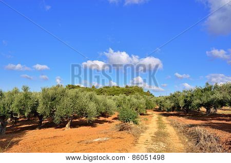 Olive Trees