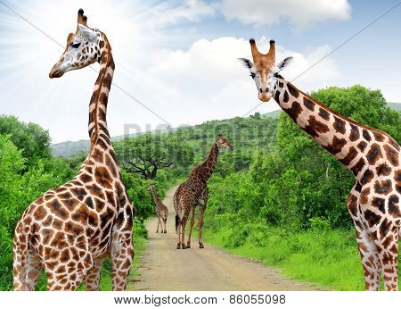 Herd of Giraffes