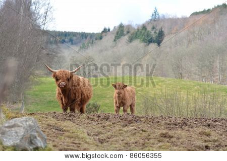 Heilan Coo and Calf