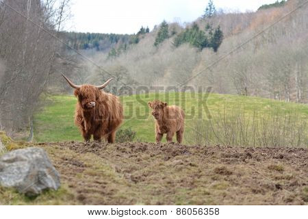 Highland Cow and Calf