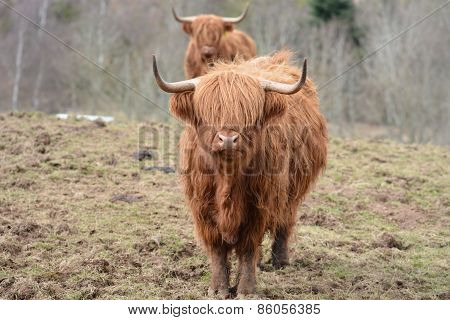 The Coo Queue