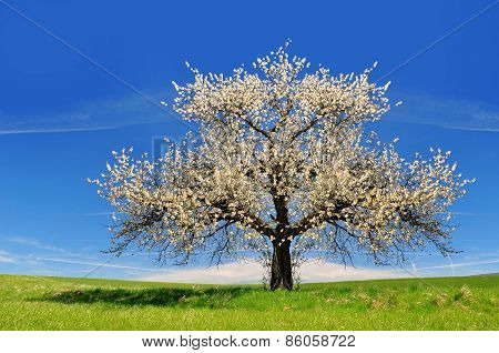 Blooming cherry tree