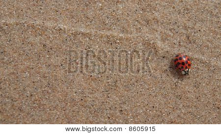 Strand-Bug