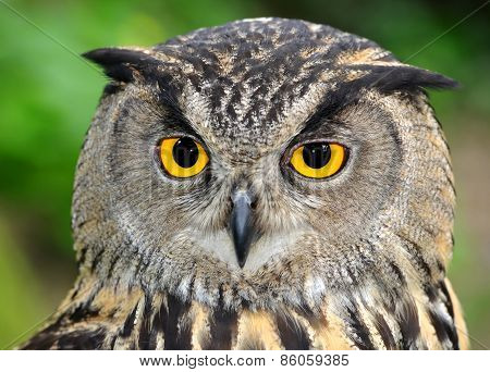 Eagle Owl