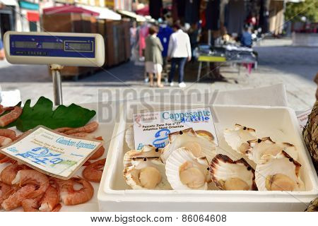 Scallops
