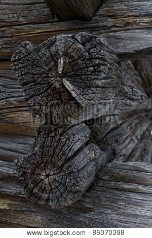 the rotten log