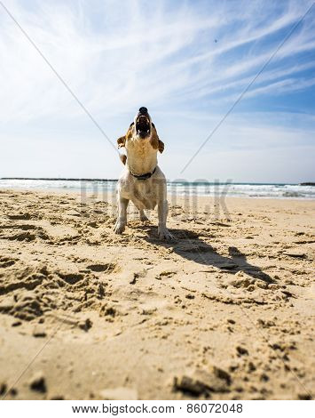 jack russel terrier at sea