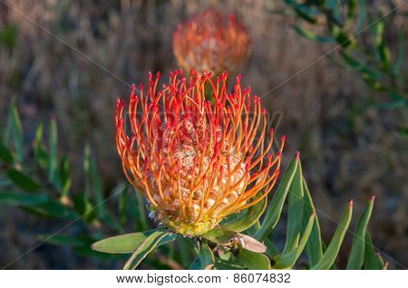 Red  Pincushion Flower