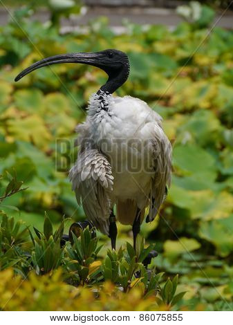Australian White Ibis