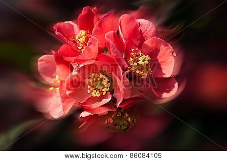 Red Flowering Quince