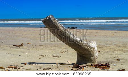 Log on Beach