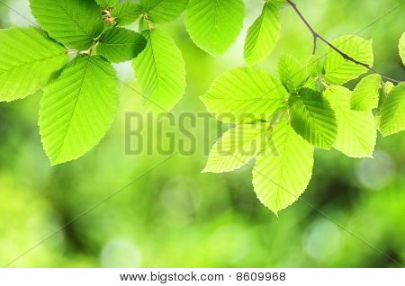 Natur