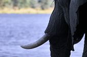 Colmillo de elefante