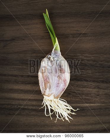Close up of sprouted garlic bulb over wood background