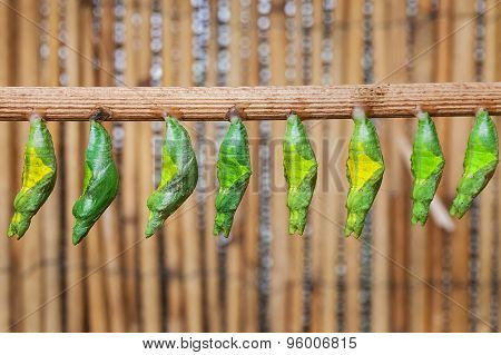Monacrch batterfly chrysalis