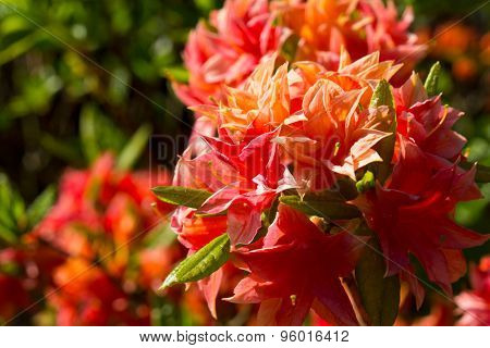 Blooming rhododendron flowers in a garden