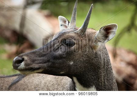 Nilgai (Boselaphus tragocamelus), also known as the nilgau or blue bull. Wildlife animal. 