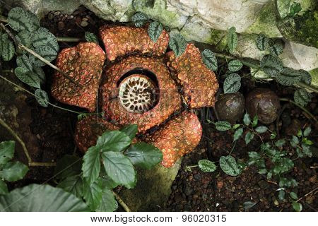 Rafflesia. The biggest flower in the world with rotting meat smell. 