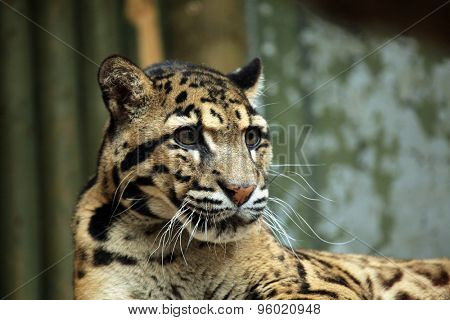 Clouded leopard (Neofelis nebulosa). Wildlife animal. 