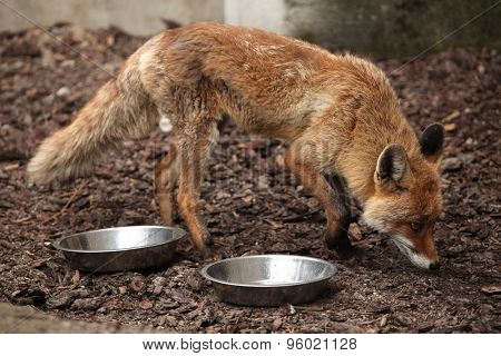 Red fox (Vulpes vulpes) inspecting empty bowls. Wild life animal. 