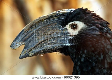 Trumpeter hornbill (Bycanistes bucinator). Wildlife animal. 