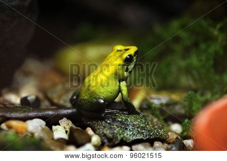 Golden poison frog (Phyllobates terribilis), also known as the golden dart frog. Wildlife animal. 