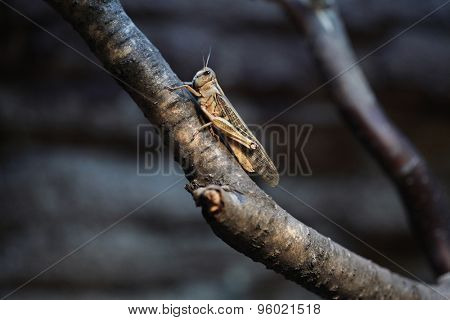 Desert locust (Schistocerca gregaria). Wildlife animal. 