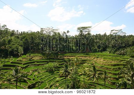 Tegallalang  Rice Terraces in Ubud, Bali, Indonesia