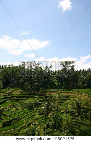 Tegallalang  Rice Terraces in Ubud, Bali, Indonesia