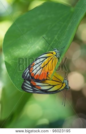 Butterflies Mating 5