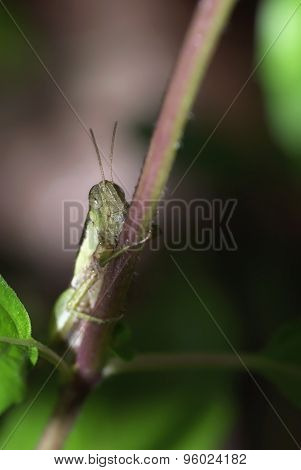 Grasshopper