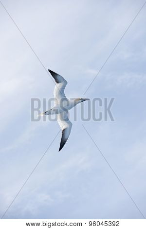 Northern Gannet In Flight
