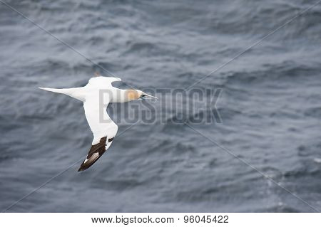 Northern Gannet In Flight