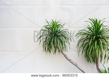 Green Dracaena Plant On White White Cement Wall