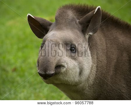 Tapir portrait