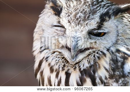 Portrait Of The Eurasian Eagle Owl (bubo Bubo)