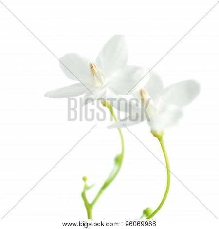 Tropical Fragrant Flower
