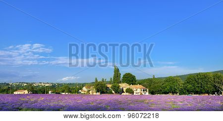 Provence Landscape