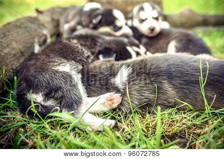 Pretty Little Husky Puppies Outdoor In The Garden