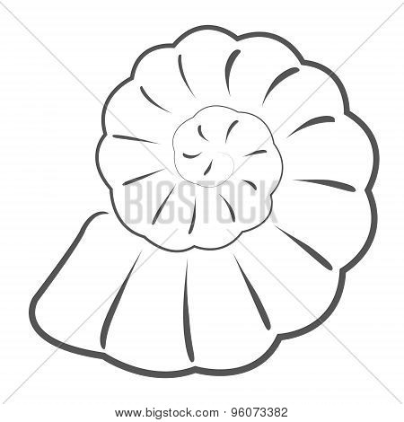 Sketched seashell.