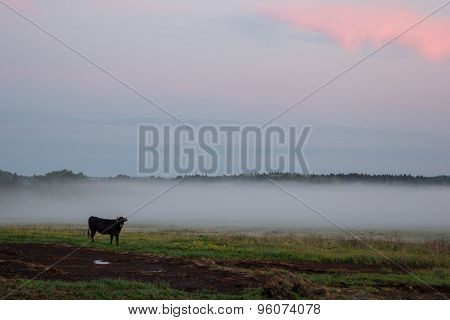 Cow Grazing In A Field In Mist At Sunset