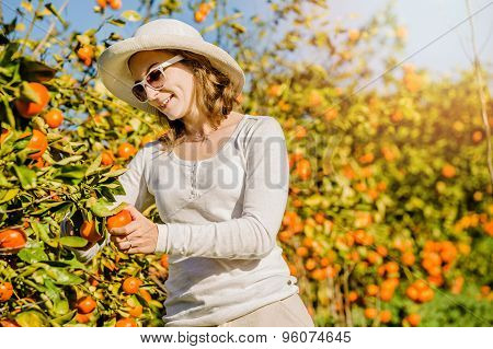 Caucasian girl harvesting mandarins and oranges in organic farm