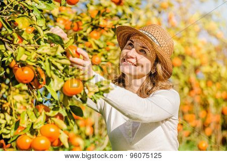 Caucasian girl harvesting mandarins and oranges in organic farm