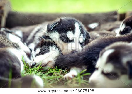 Pretty Little Husky Puppies Outdoor In The Garden