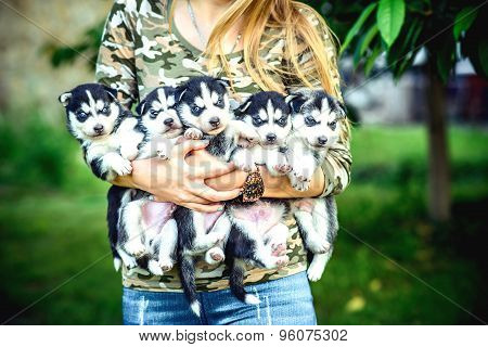 Pretty Little Husky Puppy Outdoor In Womans Hands