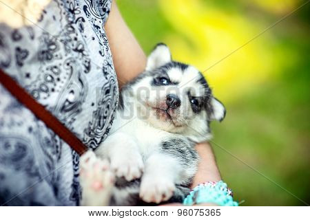 Pretty Little Husky Puppy Outdoor In Womans Hands