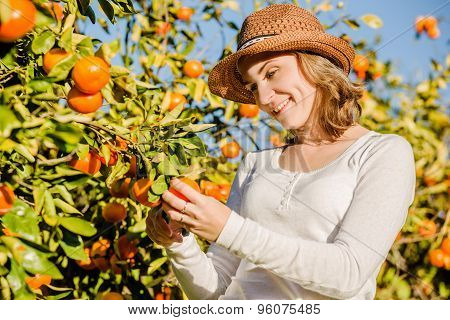 Caucasian girl harvesting mandarins and oranges in organic farm