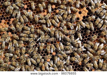 Bees on the honeycomb
