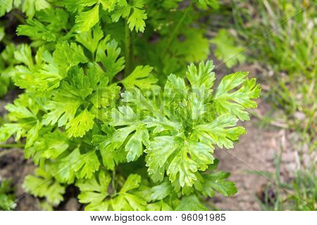 Garden Parsley (petroselinum Crispum)