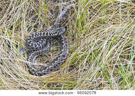 Hungarian Meadow Viper (vipera Ursinii Rakosiensis)